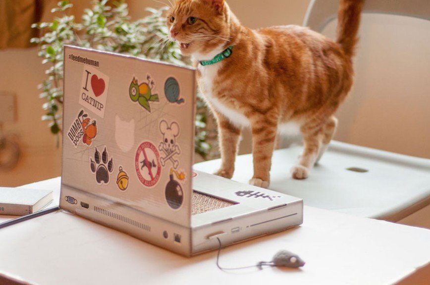 Котбук - ноутбук для котиков