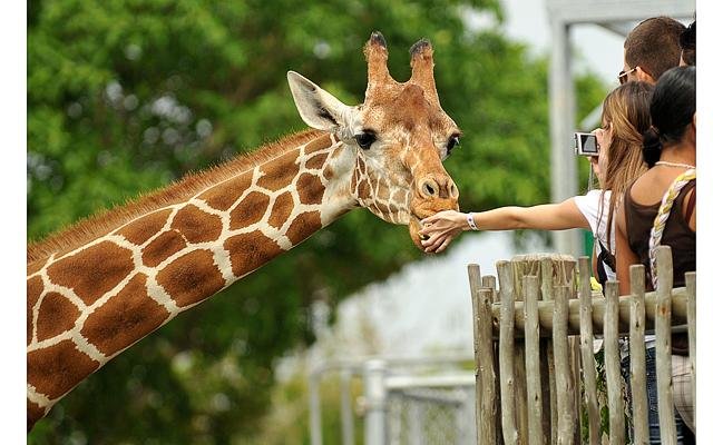 Москвичи смогут бесплатно посетить зоопарк 18 апреля
