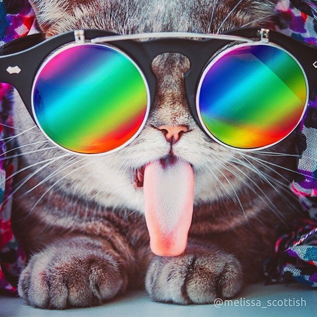 Новая звезда Instagram: языкастая кошка из России