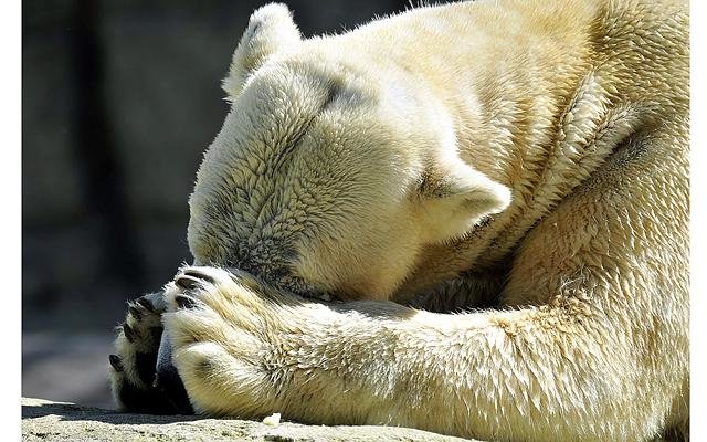 Белый медведь страдает от любви