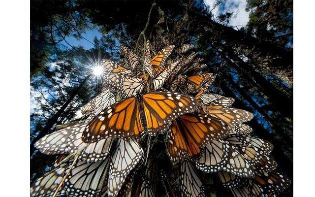 Ежегодная миграция бабочек Монарх