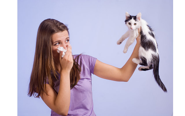 Аллергия на кошек покорилась британским медикам 