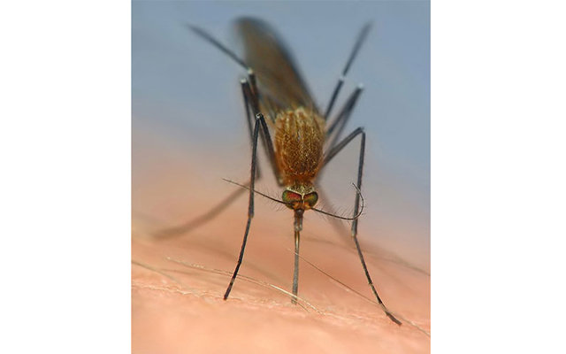 Малярийные комары облюбовали городские пруды