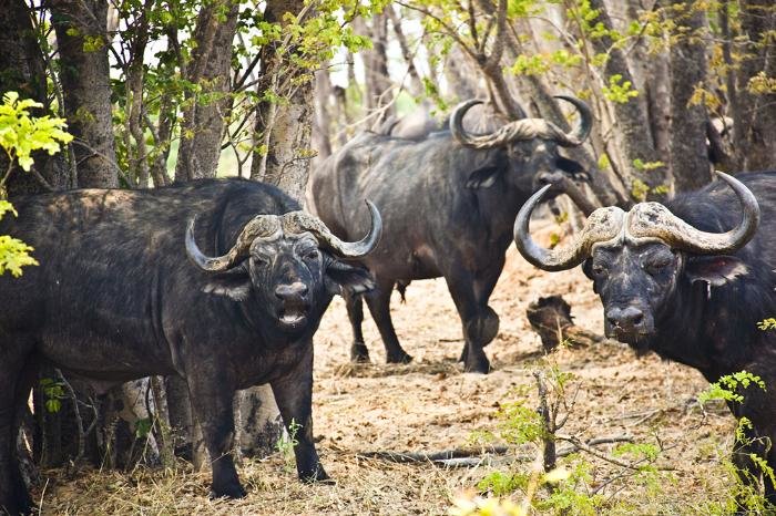 Индия начнёт поставлять мясо буйволятины в Россию