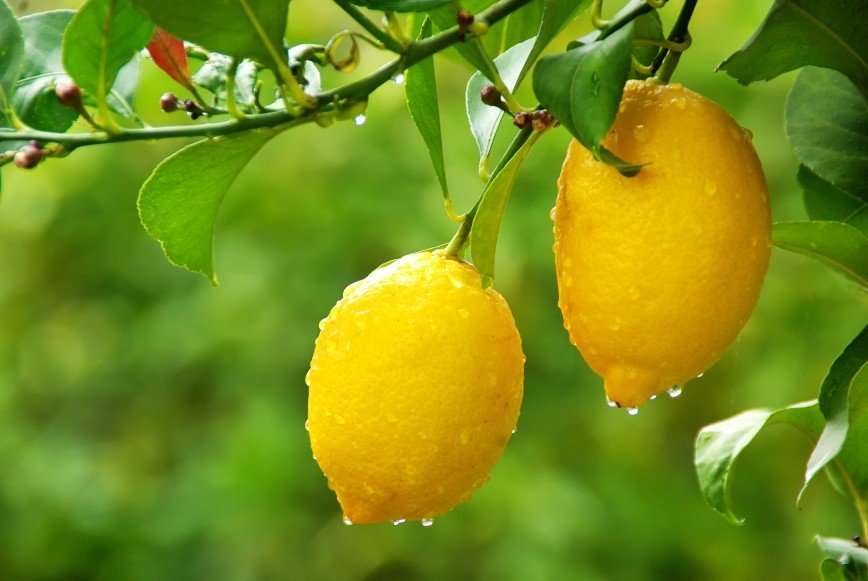 Сладкий лимонный ликёр - лимончелло