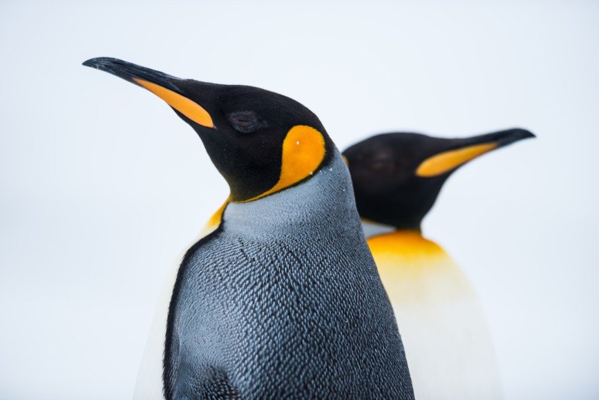 Дерзкий побег пингвинов из датского зоопарка