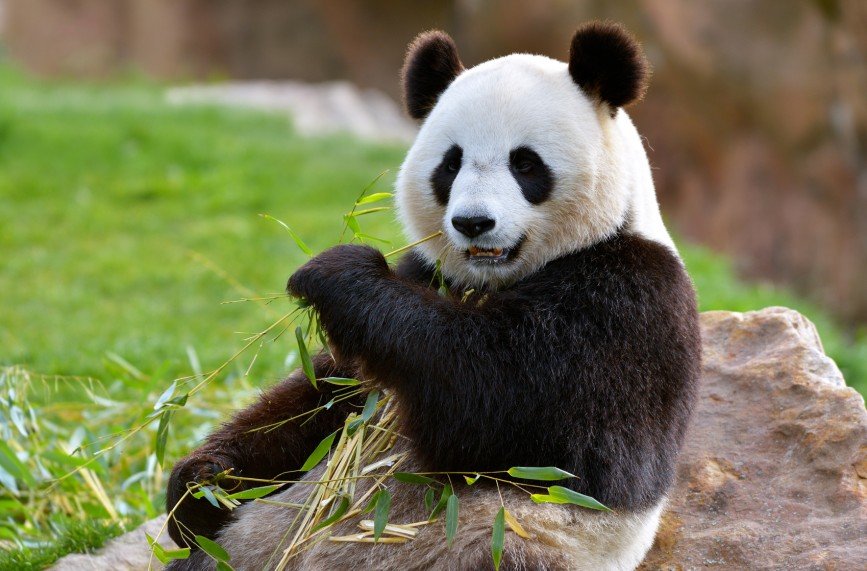 В Тайване панда притворилась беременной, чтобы вкусно есть