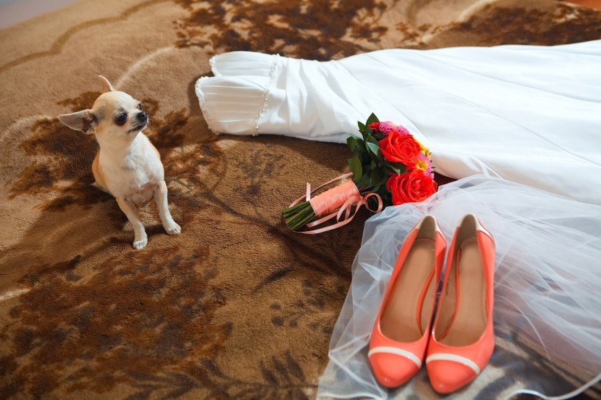 Женщина выходит замуж за собаку после смерти супруга-кота