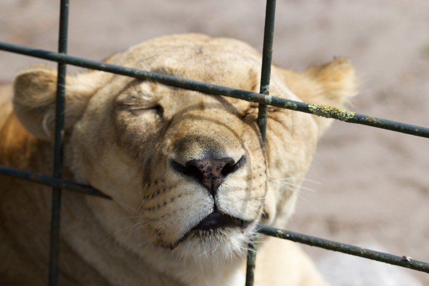 Датский зоопарк пригласил детей на вскрытие льва