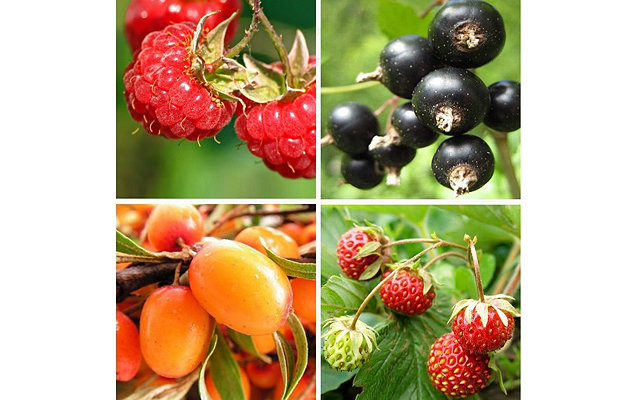 Как заботиться о ягодных культурах в сентябре?