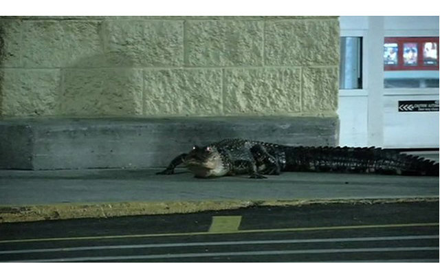 Крокодил забрел в супермаркет