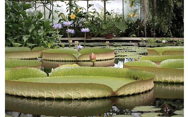 Петербургский ботанический сад модернизируют