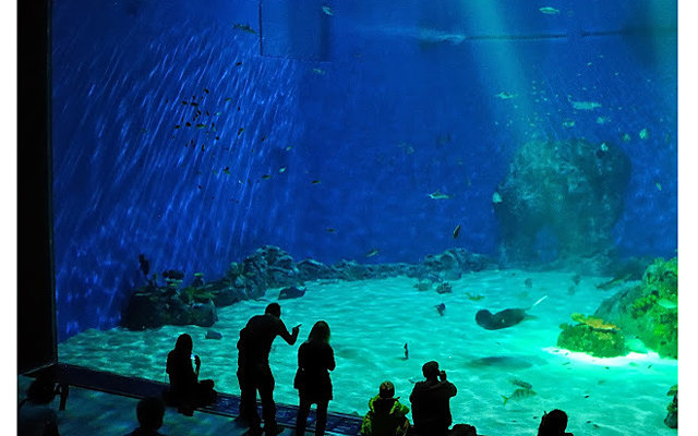 В Blue Planet Aquarium разводят самых маленьких рыбок в мире