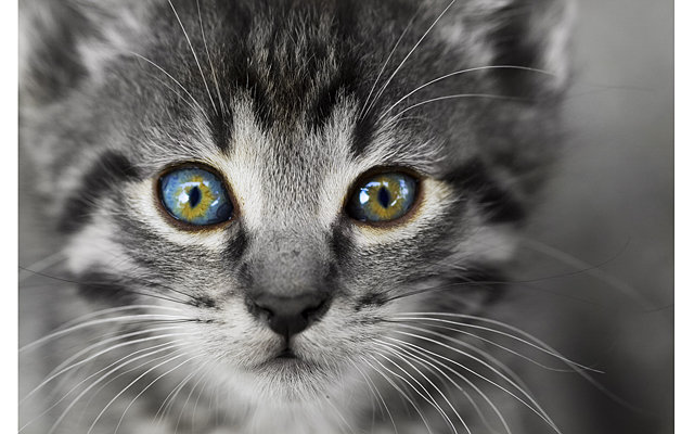 В лесах Бразилии обнаружили ранее неизвестный вид кошек