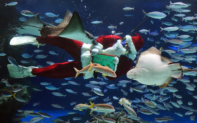 В Японии появился рождественский аквариум 