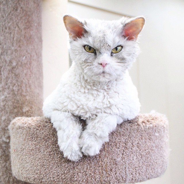 Надменный кот стал звездой Instagram