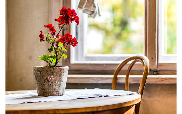 Какие комнатные цветы негативно влияют на человека?