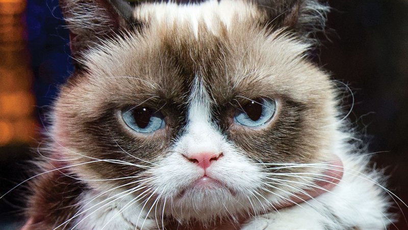 Grumpy Cat увековечат в музее