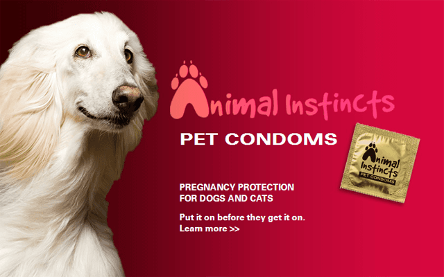 Презервативы для собак и кошек