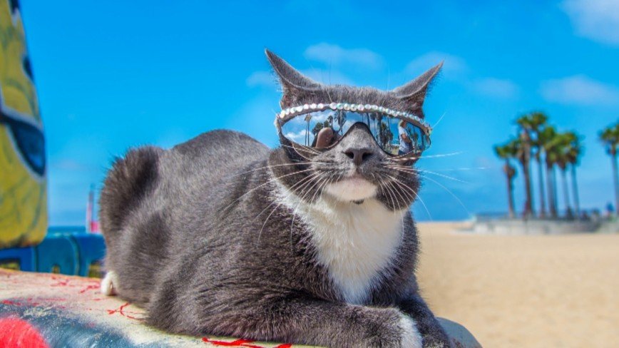 Бублик - модный кот в солнцезащитных очках
