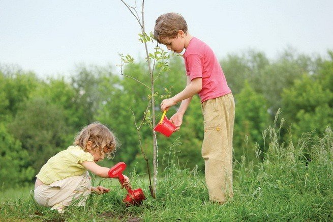 Еварушницы могут помочь посадить деревья и обустроить дворы