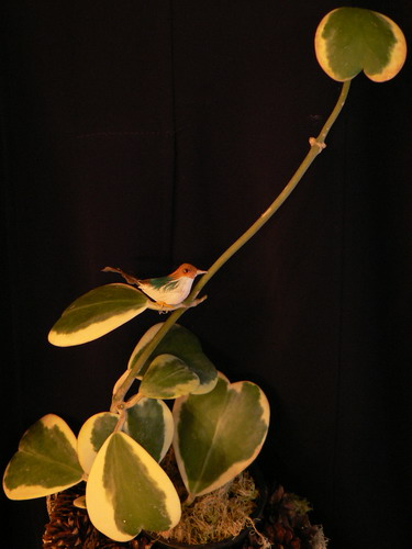 Hoya kerrii variegata.  Natalllia