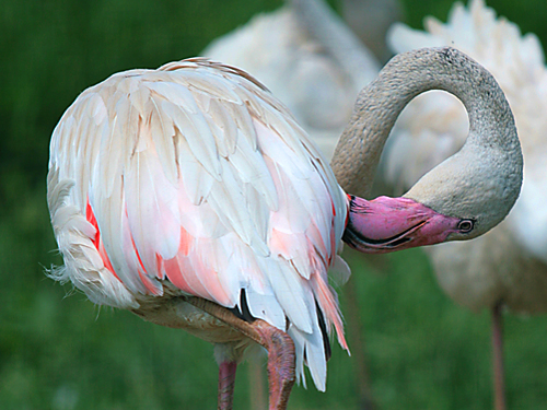 Фламинго из парка птиц. Fifer