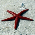 Морская Звезда 46208