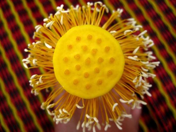 Солнышко! :) (это не пластиковая игрушка, это неведомый живой цветок) susipatra