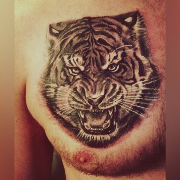 Эскиз тигра на грудь