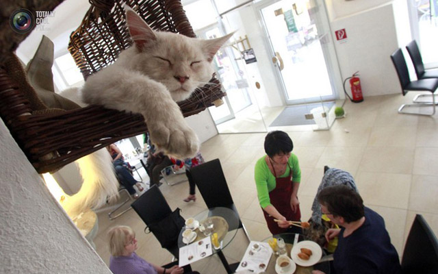 В Париже открылось кафе для любителей кошек