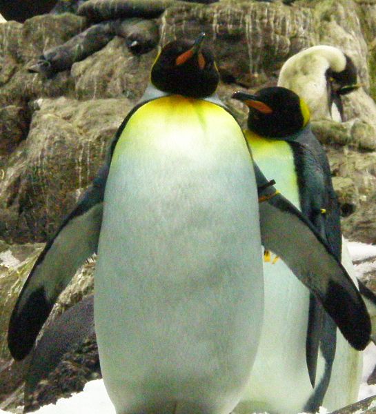 У нас, у пингвинов самое мягкое, теплое и пушистое пузико:)) shocka