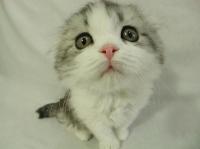 Kitten_