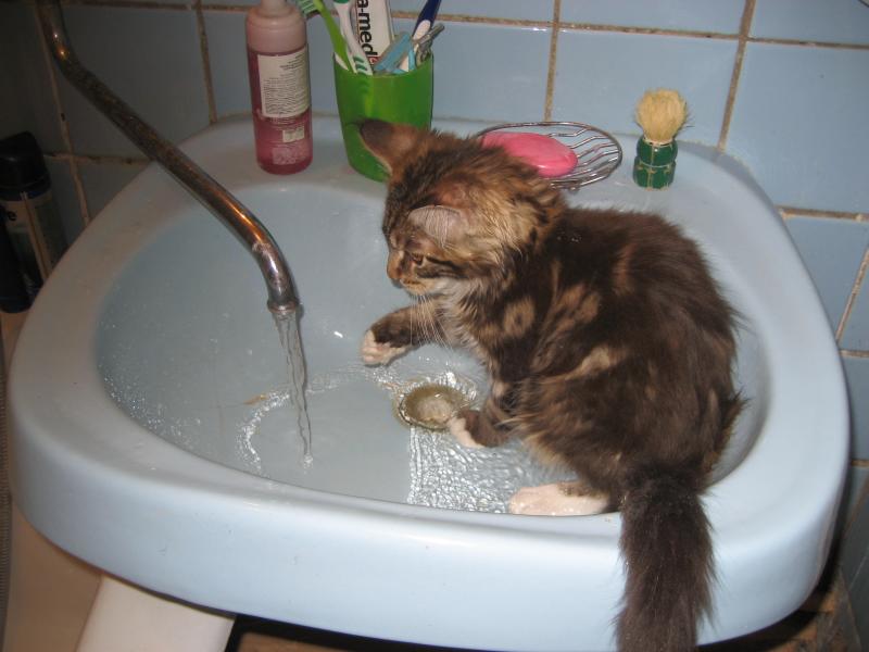 Через сколько можно мыть котов. Купание кошки. Мытье кота. Помытый котенок. Кот моется.