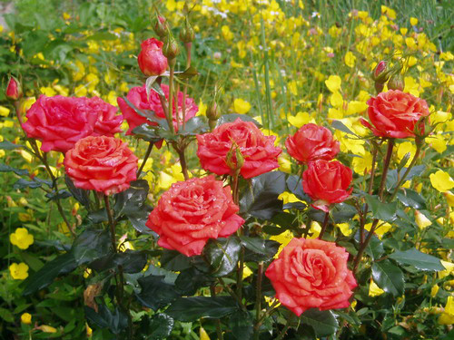 розы на даче Нэточка (РК Зеркало леса)