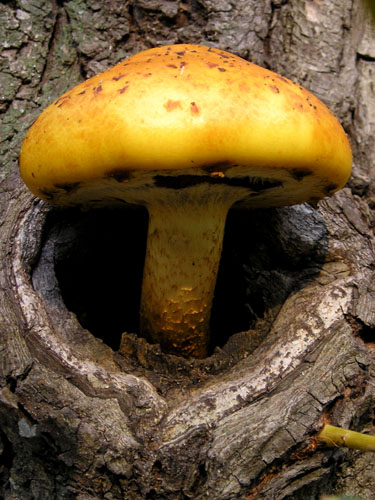 Чудо-гриб,выросший высоко над землей в дупле ивы. Спарта