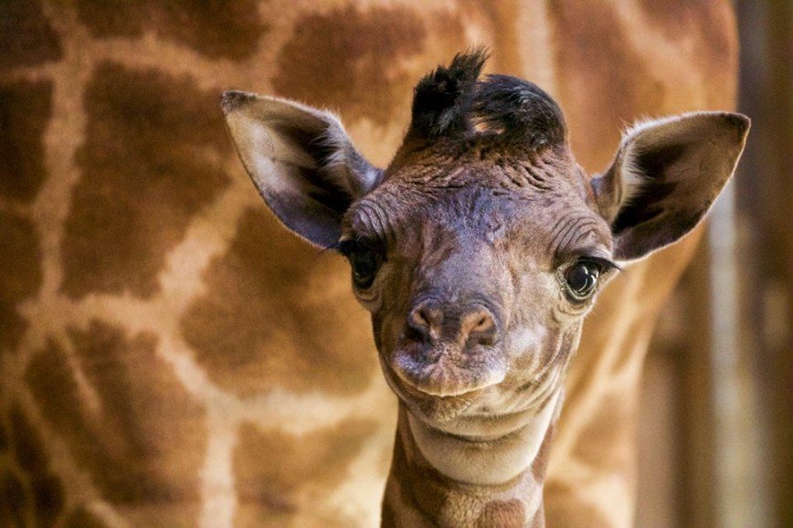 Наггет или Амира: жители Калифорнии выбирают имя новорожденному жирафу