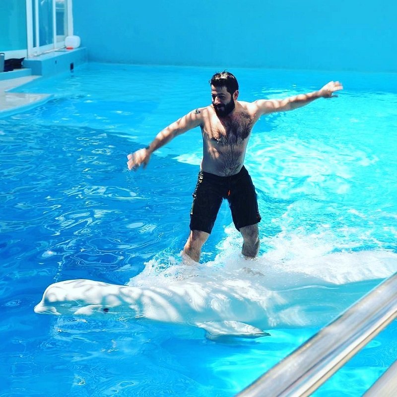 Отдых или живодерство: Михаил Галустян катается на дельфине