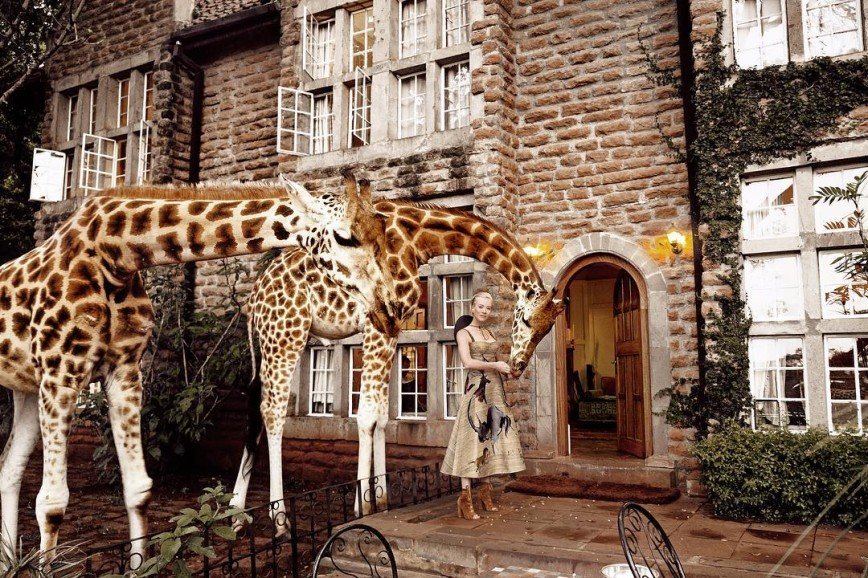 "Это из области фантастики": Наталья Давыдова позавтракала с жирафами в кенийском отеле