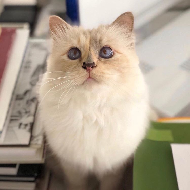 Кошка Шупетт выпустила капсульную коллекцию в память о Карле Лагерфельде