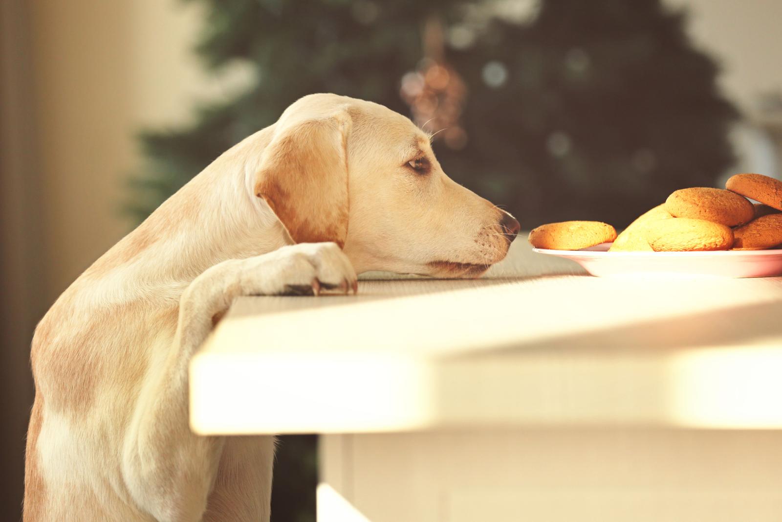 Собака-оливьедоедака: почему нельзя кормить питомцев с новогоднего стола