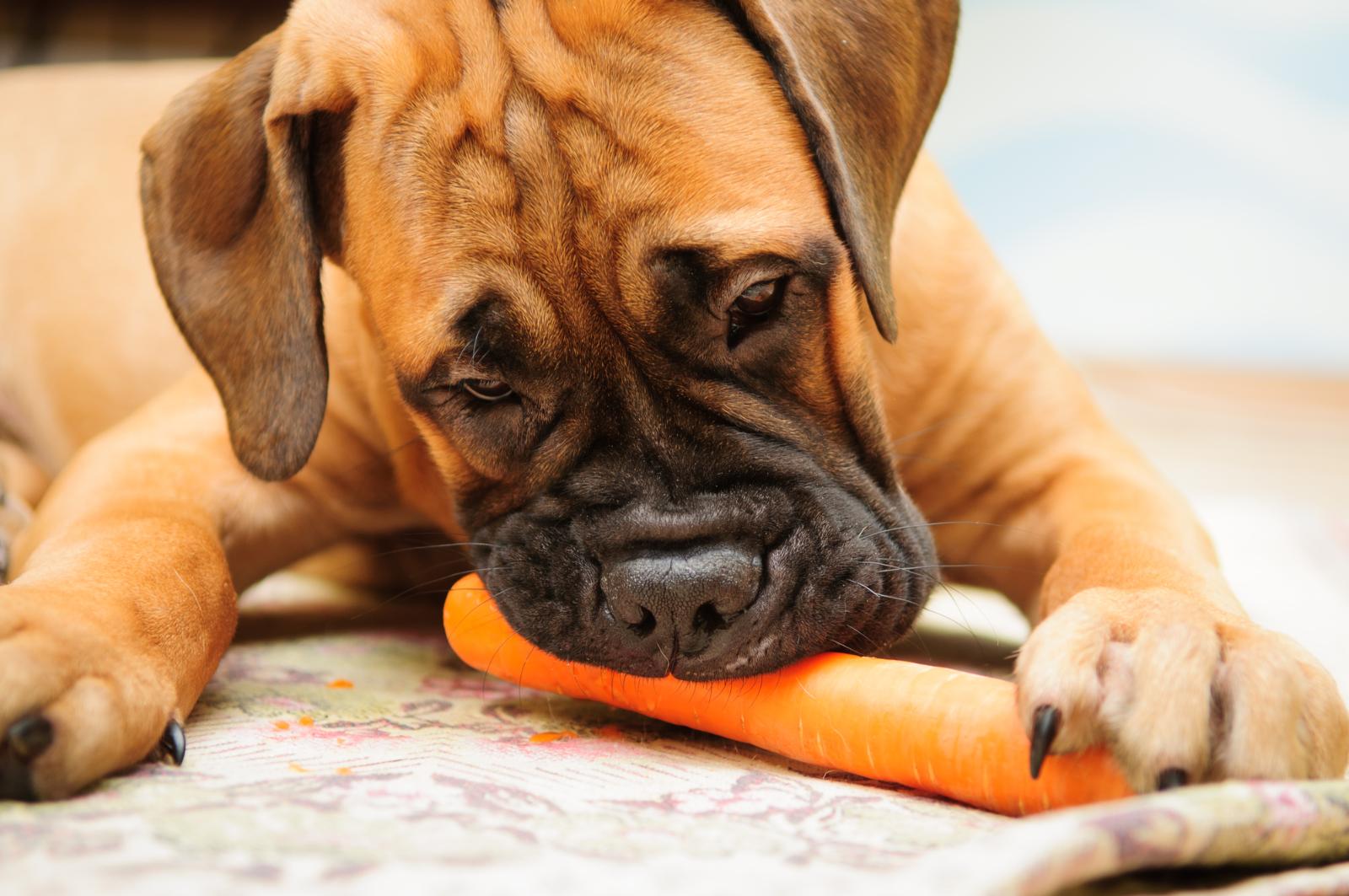 Собака-мясопоедака: почему животных не стоит переводить на веганскую диету
