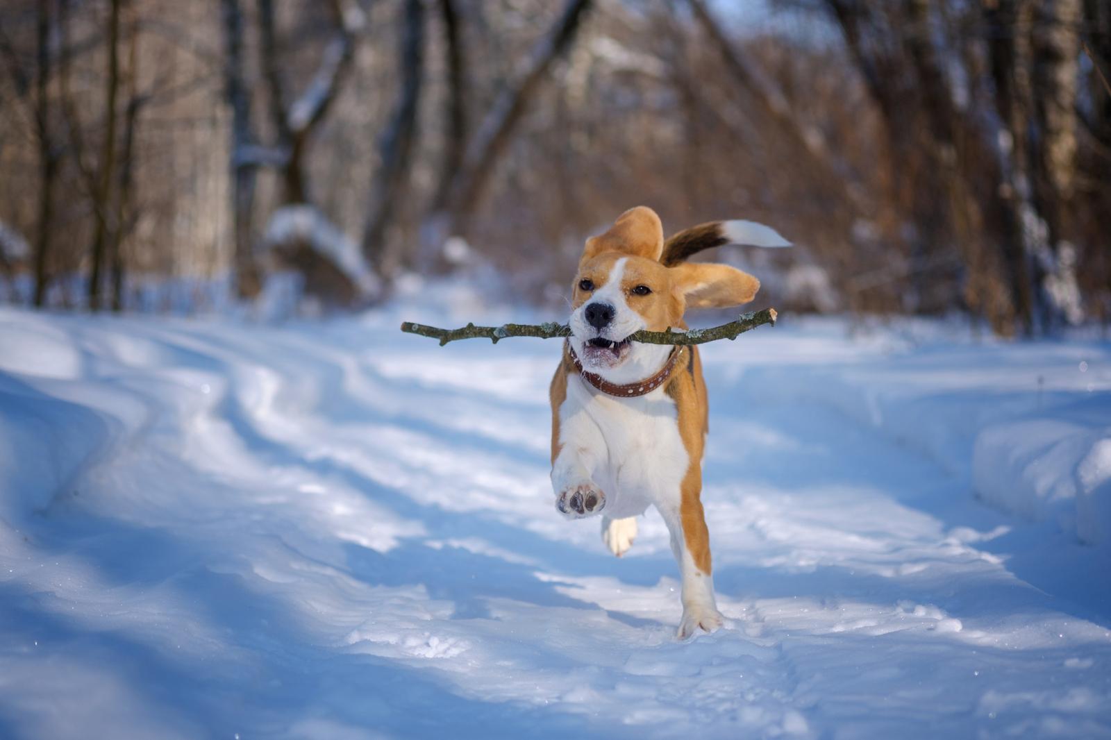 Гололед, мороз, сугробы: как избежать травм у собак зимой