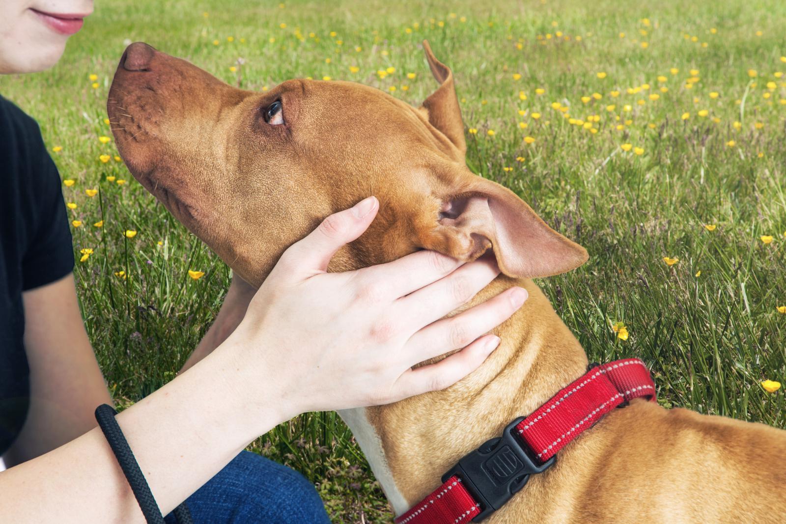 Собака-оберегака: 5 способов, как защитить своего питомца