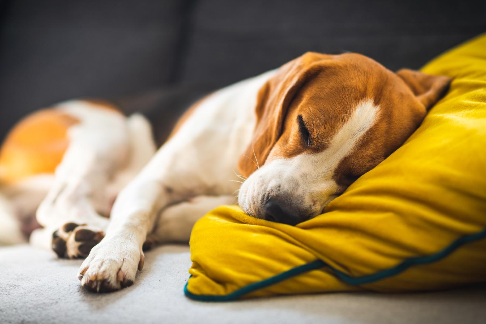 Собака-засыпака: почему питомца необязательно выгуливать рано утром