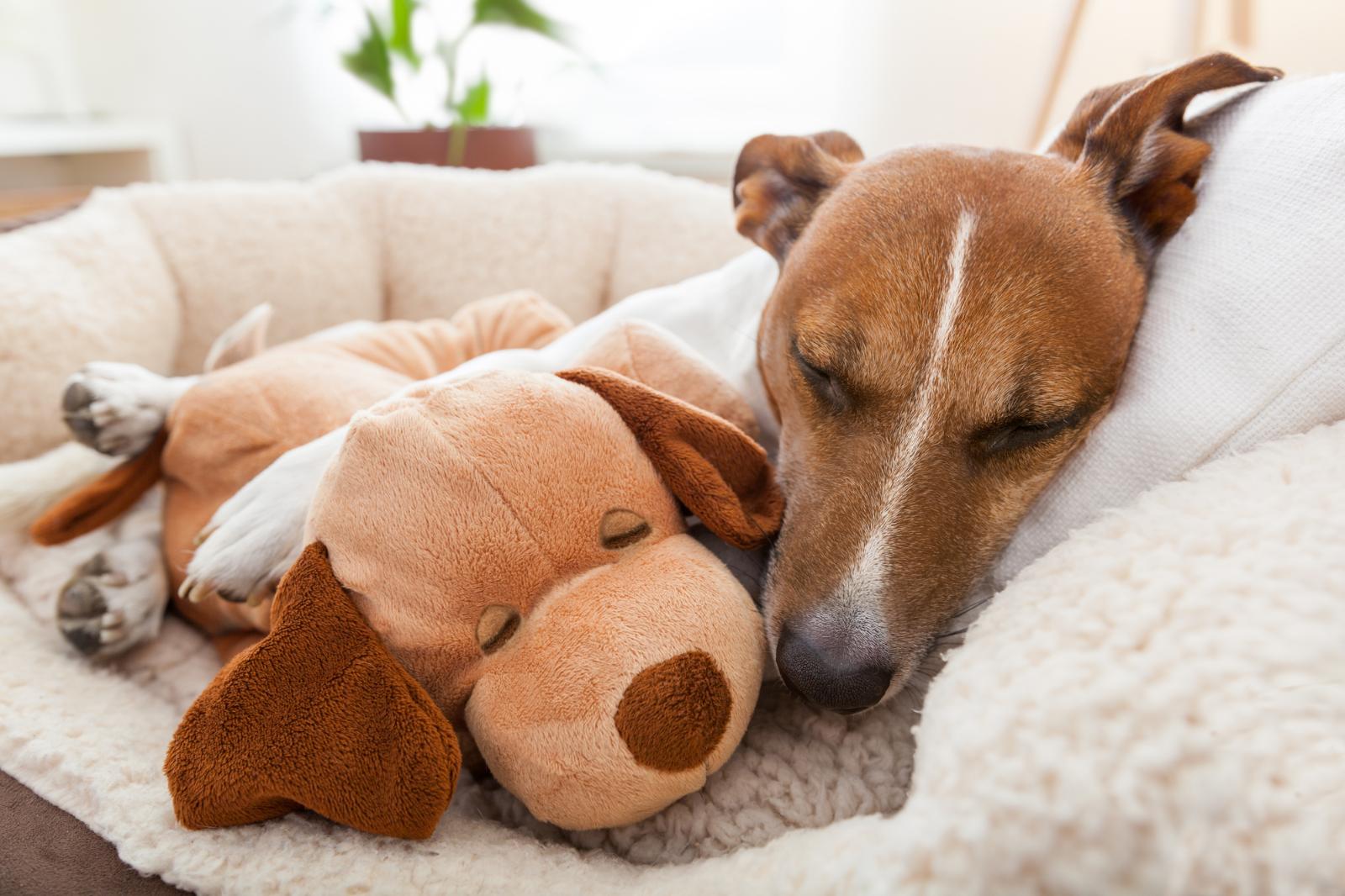 Собака-простужака: как помочь питомцу при простуде