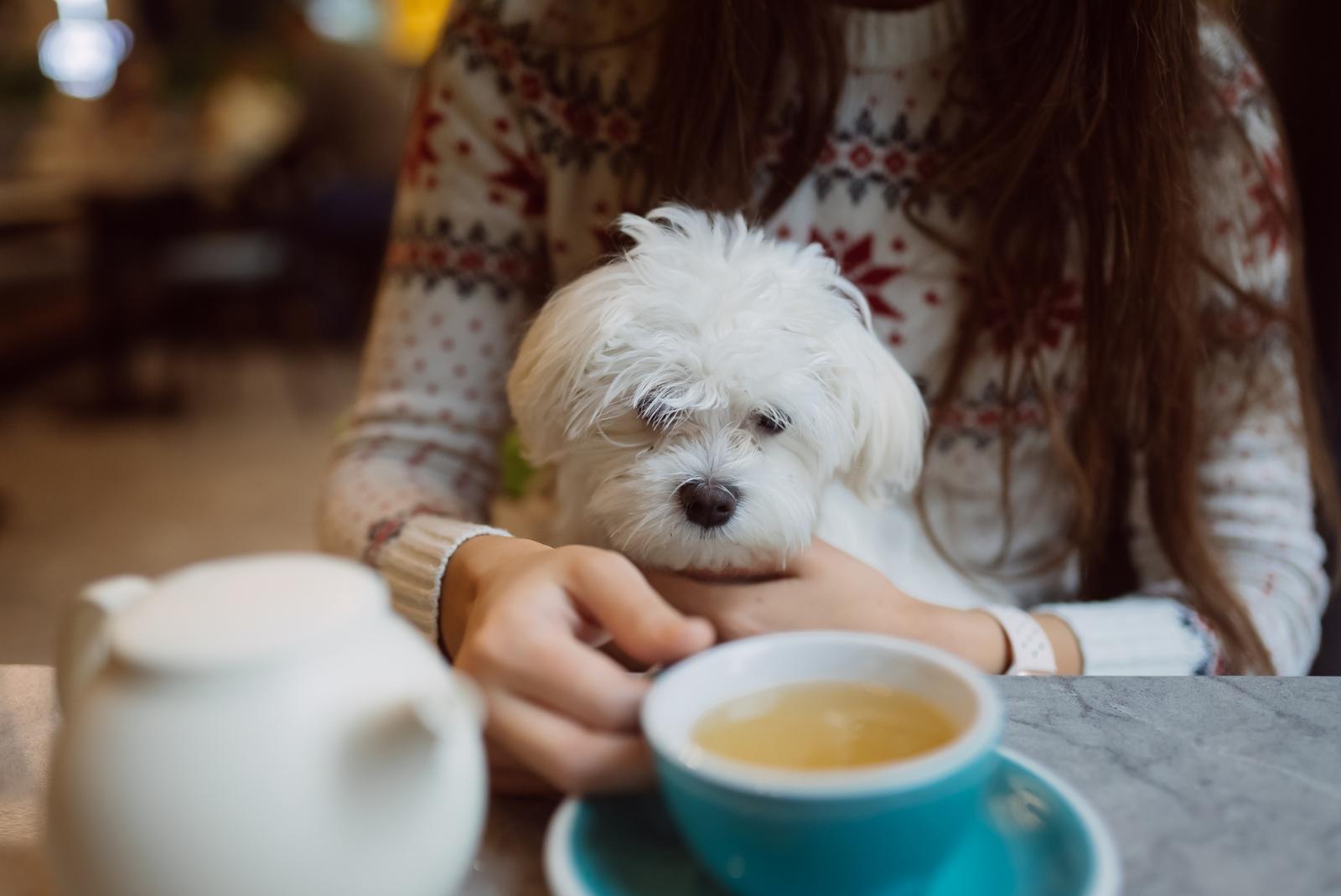 Собака-кафепосещака: как вести себя с питомцем в dog friendly заведениях