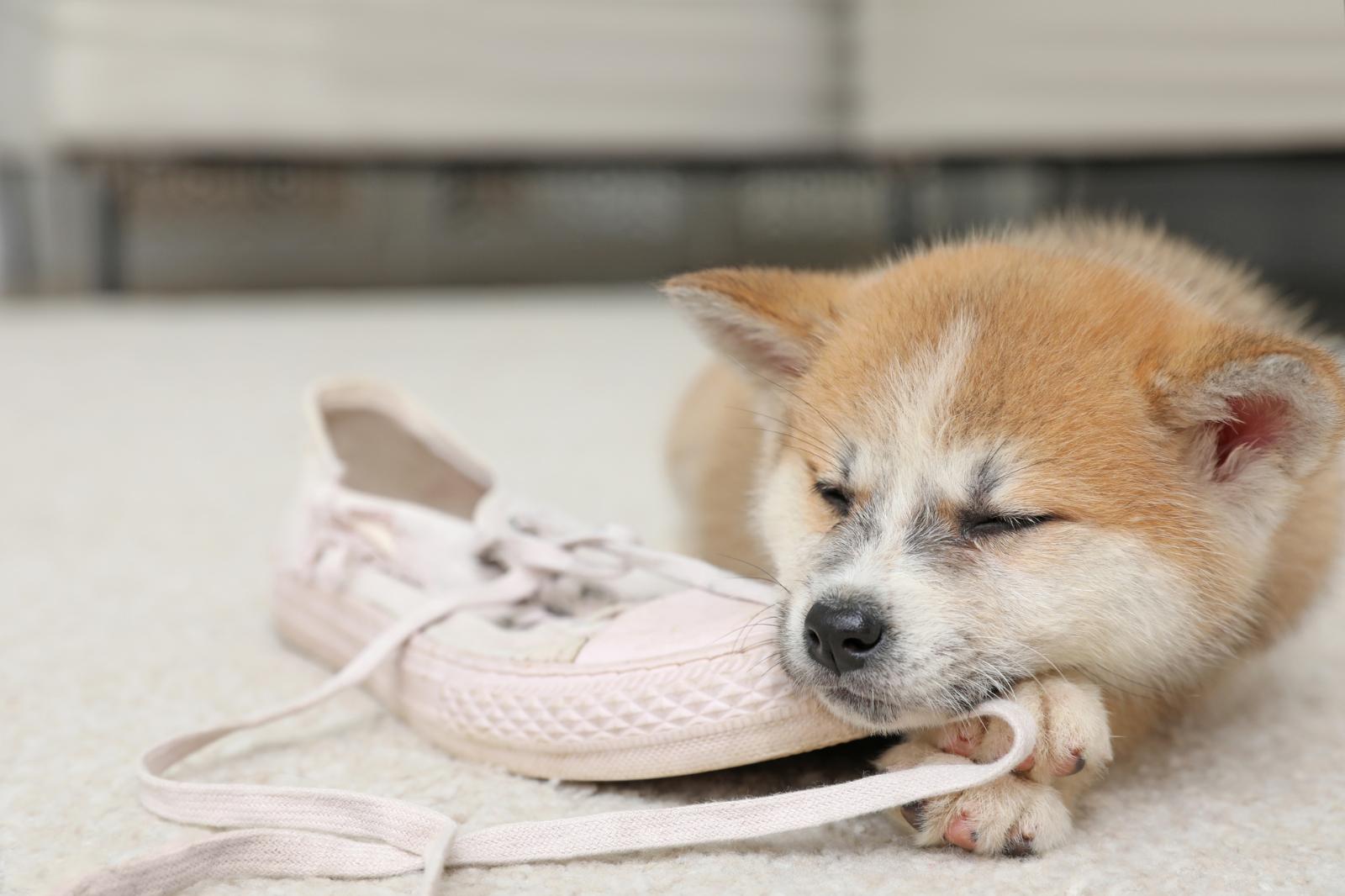 Дитя порока: топ-5 вредных привычек у собак
