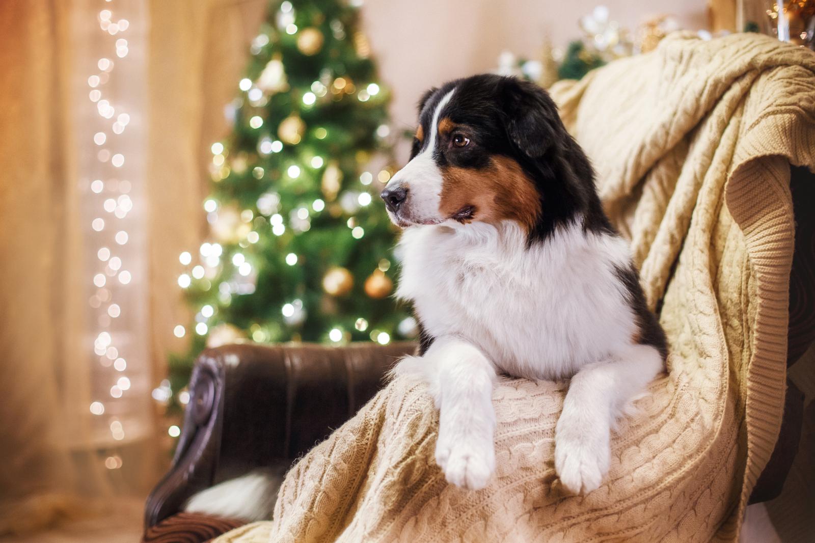 Собака-всегонасветепугака: как помочь питомцу справиться со стрессом в новогоднюю ночь