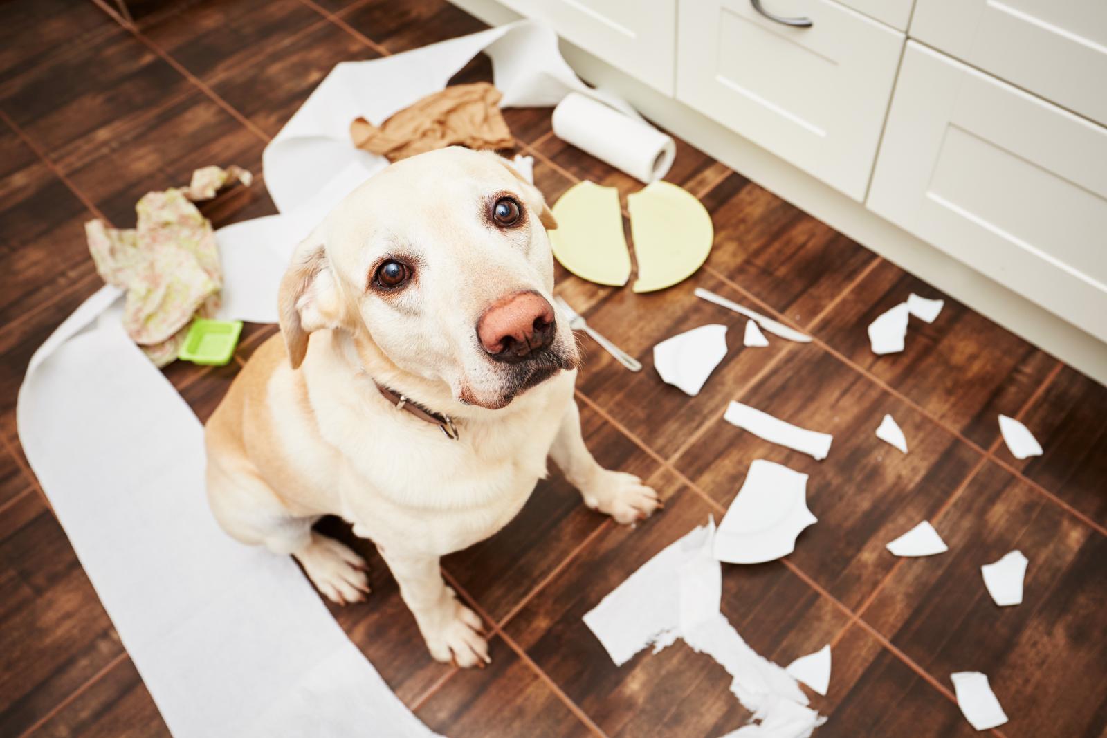 Собака-разбивака: почему питомцы громят квартиру 